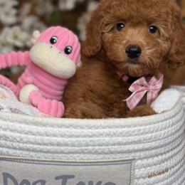 Faith - pink collar - Red  female Goldendoodle puppy in Yuciapa, California from AlltheDoodlez_