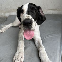 Great Dane Puppies from Blackmon Family Danes