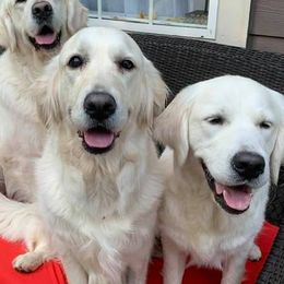 Golden Retrievers from Golden Retrievers of GwynEira