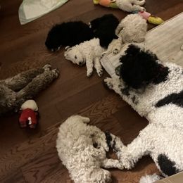 Poodle Puppies from Amanda's Poodles