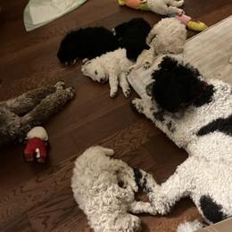 Poodle Puppies from Amanda's Poodles