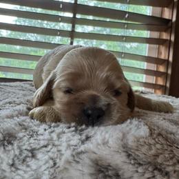 Milo - Cream male Cocker Spaniel puppy in Lake, Mississippi from MGs Cockers