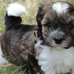 Buckwheat - Havanese puppy from Green Gables Havanese