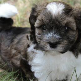 Buckwheat - Havanese puppy from Green Gables Havanese