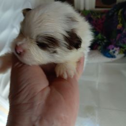 Boy 2 - Chocolate merle male Pomeranian puppy in Carrollton, Georgia from B AND R'S POMERANIAN'S