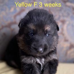 Yellow collar girl - Black and red female German Shepherd puppy in Coleta, Illinois from Four Leaf Farm- Vom Vierblättriges Bauernhof