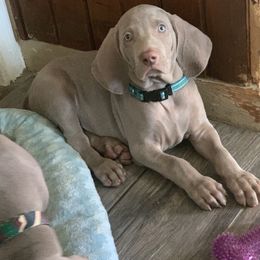 Weimaraner Puppies from Jennifer Anne's Weimaraners