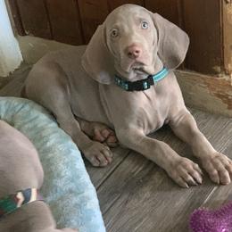 Weimaraner Puppies from Jennifer Anne's Weimaraners
