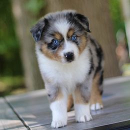 Sneezy - Australian Shepherd puppy in Coldwater, Michigan from Northern Star Australian Shepherds
