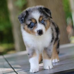 Sneezy - Australian Shepherd puppy in Coldwater, Michigan from Northern Star Australian Shepherds