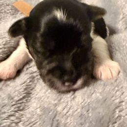Troy (brown band) - Parti male Yorkshire Terrier puppy in Tangipahoa County, Louisiana from Riche’ Louisiana Yorkies