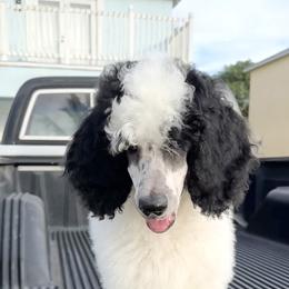 Girl 1 - Parti Poodle puppy in Stuart, Florida from AKC/Excellent + Good OFA Sweet Delightful Poodles