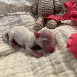 Pink female - Parti female Maltipoo puppy in Royse City, Texas from Cleveland's Poodles & Toy Maltipoo’s