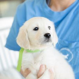 Golden Retriever Puppies from Southland Goldens