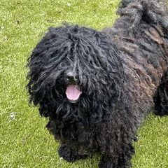 Sally - Puli