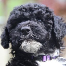 Portuguese Water Dog Puppies from Seawind Portuguese Water Dogs     (We have 2 females avaliable)