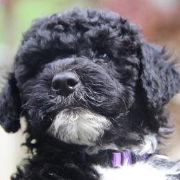 Portuguese Water Dog Puppies from Seawind Portuguese Water Dogs     (We have 2 females avaliable)