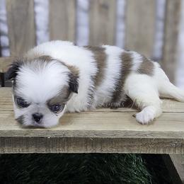 Bingo - Sable and white female Japanese Chin puppy in Johnson City, Tennessee from Erin & Friends Japanese Chin
