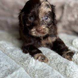 Jade - Merle female Cockapoo puppy in 77304, Texas from Little Valley Puppies