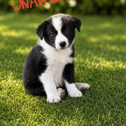 Ruffnut - Black and white female Border Collie puppy in Sanger, California from Flying M Cactus Ranch Buddies