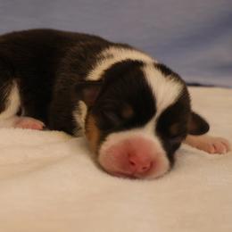 Pucker - Black and tan male Pembroke Welsh Corgi puppy in Arcanum, Ohio from Weissway Corgis