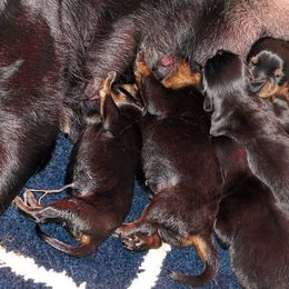 Pomsky, Rottweiler, Shetland Sheepdog, and Toy Shetland Sheepdog Puppies from Mountain High Kennels