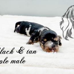 Dean - Dapple male Dachshund puppy in Prairieville, Louisiana from Southern Barron Danes & Dachshunds