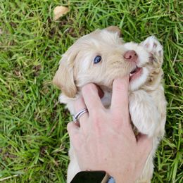 Labradoodle Puppies from Circle City Labradoodles
