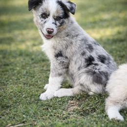 Bode - Blue merle male Border Collie puppy in Sanger, California from Flying M Cactus Ranch Buddies