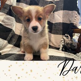 Pembroke Welsh Corgi Puppies from Tri-Star Stock Farm