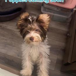 Coco - Yorkshire Terrier