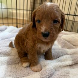 Green collar - Red  male Goldendoodle puppy in Ridgewood, New Jersey from Jessie’s Doodles