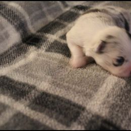 "Female" Pomeranian Puppies from Brenda's Pomeranians