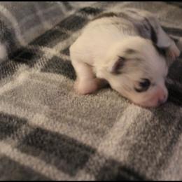 "Female" Pomeranian Puppies from Brenda's Pomeranians