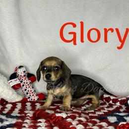 Glory - Cream female Dachshund puppy in Monitor, Washington from Shannon Dolly’s Dachshunds