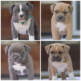 American Bully Puppies from Wulfsbane American Bullies