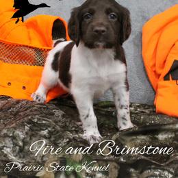 Fire and Brimstone - Brown and white female Kleine Munsterlander puppy in New Lenox, Illinois from Prairie State Kennel