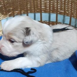 BLACK COLLAR - Red merle Miniature Australian Shepherd puppy in Omak, Washington from Willow Flats Kennels