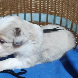 BLACK COLLAR - Red merle Miniature Australian Shepherd puppy in Omak, Washington from Willow Flats Kennels