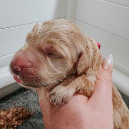 Nirvana - Cream female Goldendoodle puppy in Everett, Washington from Big Top Doodles
