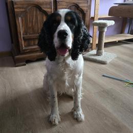 OCEAN - White and black female English Springer Spaniel puppy in Brodhead, Wisconsin from Pinwheel Acres