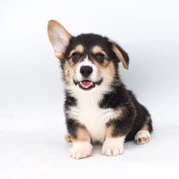 Link - Black and tan male Pembroke Welsh Corgi puppy in San Antonio, Texas from Moxxi's Legacy Corgis