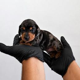 Poppy - Dapple female Dachshund puppy in Moreno Valley, California from rdachshunds