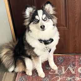 Pomeranians and Pomskies from Bonnie’s Little Fluffys