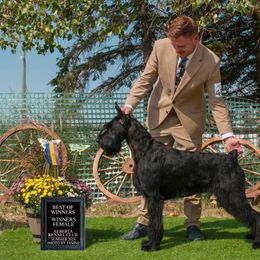 Shaina - Giant Schnauzer