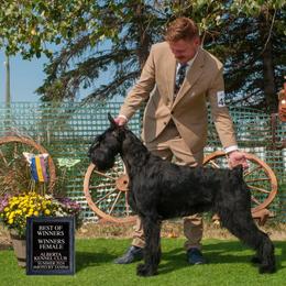 Shaina - Giant Schnauzer