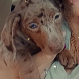 Dachshunds from Doxie Love Dachshunds