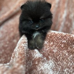 Pomeranian Puppies from Hill Country Poms