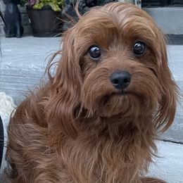 Cavapoo and Goldendoodle Puppies from Goldendoodles Utah| All sizes| Erda, Utah