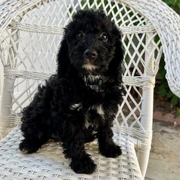 Peter - Black and white male Bernedoodle puppy in North Highlands, California from The Purrfectpups